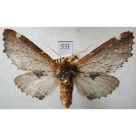 Odontosia carmelita (Esper, 1799) Węgielka karmelitanka Czech55l